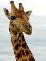Another close-up of the giraffe