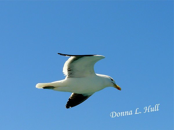 Seagull in South Africa