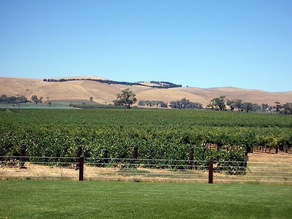 View from Jacobs Creek Winery