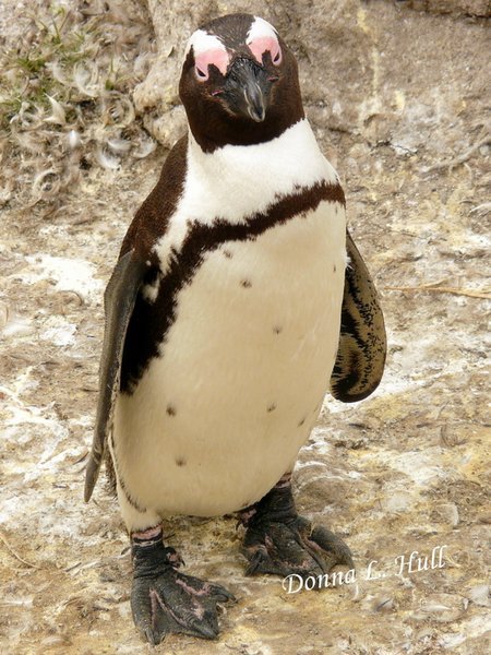 A penguin pose