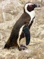 Penguin profile