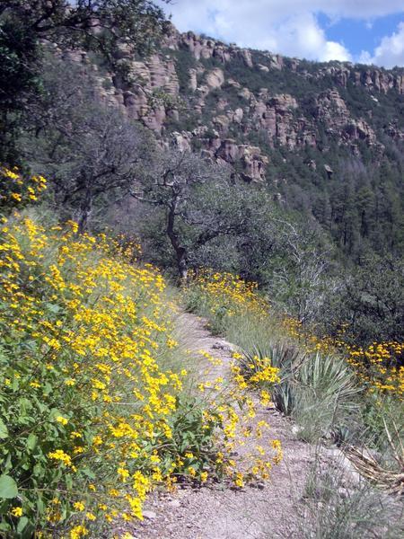 Flowers on the trail