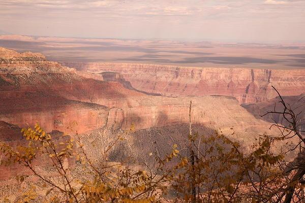 Trees stand at the edge of the Grand Canyon