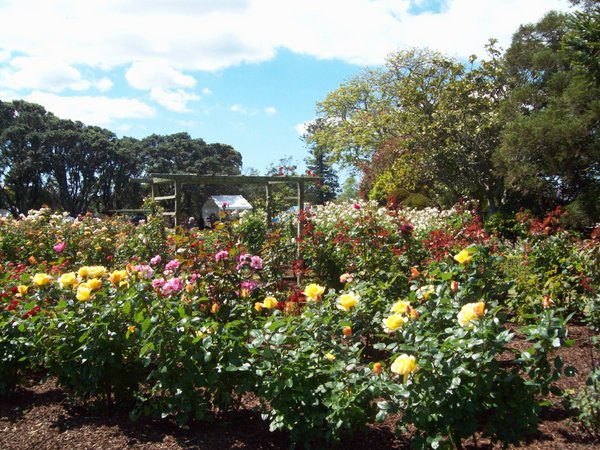 Rose festival in Parnell