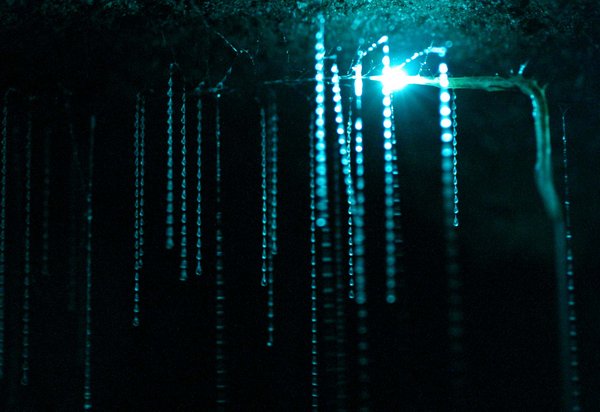 'Spellbound' picture of glowworms