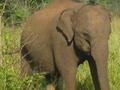 Elephant, Ude Walawe National Park