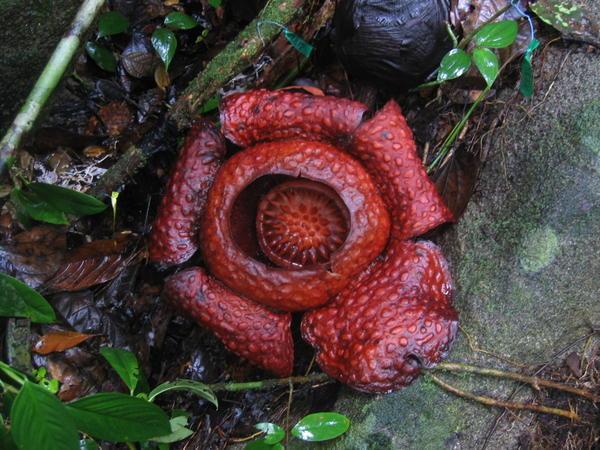 Bloomin' Rafflesia