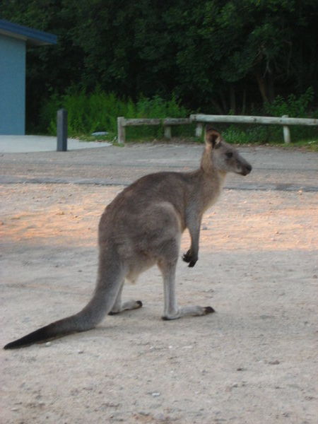 kangaroo outside the van