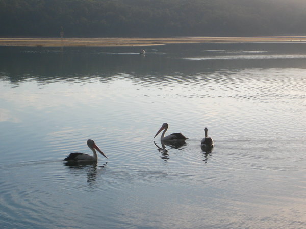 Pelicans, Lake Conjola