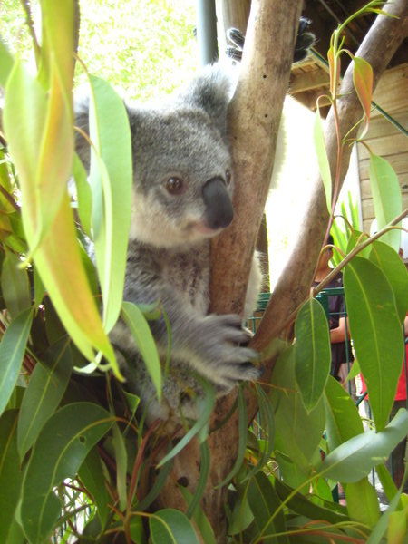 Awake koala 2