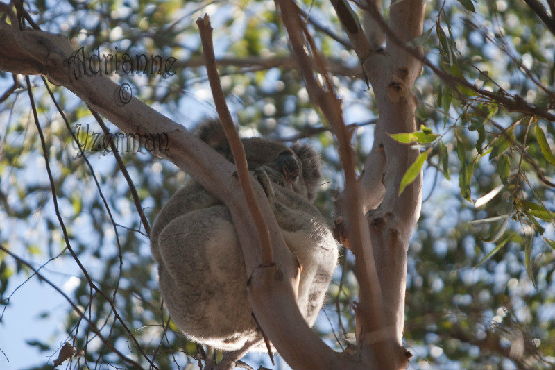 Koala in Flinders Chase National Park