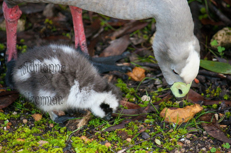 Cape Barren Goose and Chicks