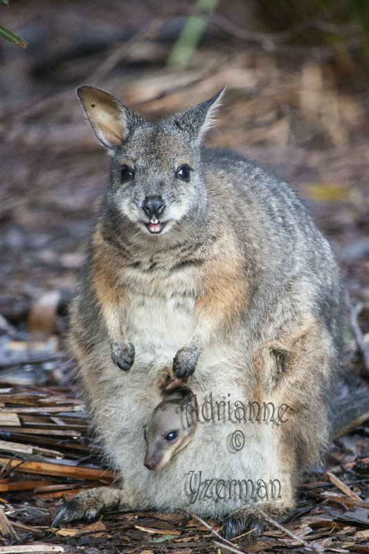 Tammar Wallaby