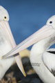 Pelicans at American River