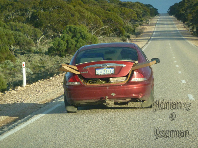 The Things You See on the Nullarbor!