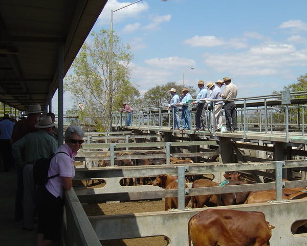 Gracemere Cattle Sales