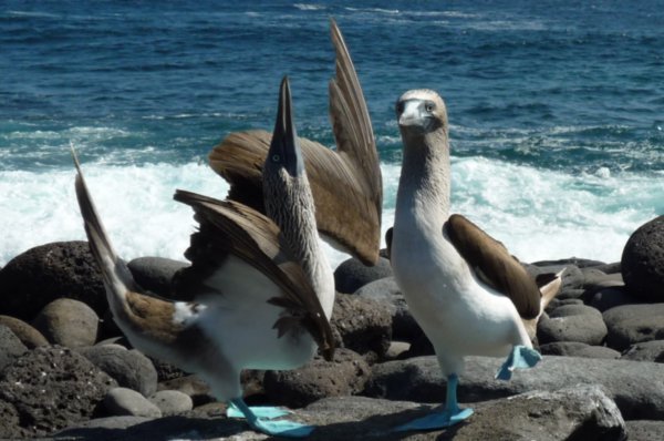 Blue Footed Boobie Mating Dance 