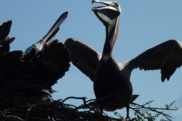 Be careful when crossing a Pelican! 
