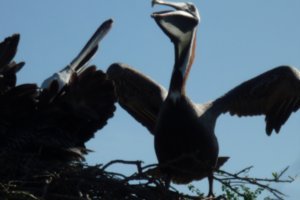 Be careful when crossing a Pelican! 
