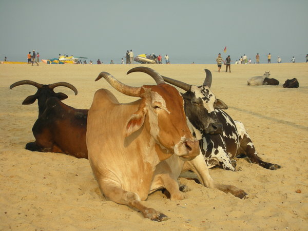 Sacred Cows on the Beach