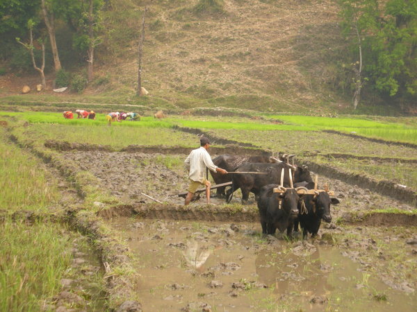 Farming Nepalese Style
