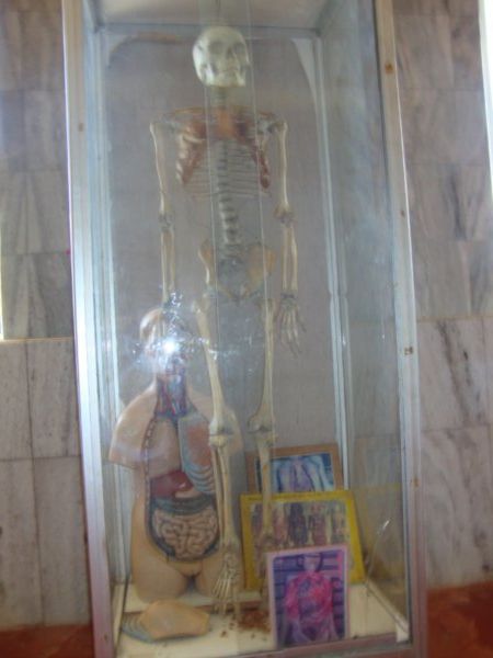 Skeleton and body organs