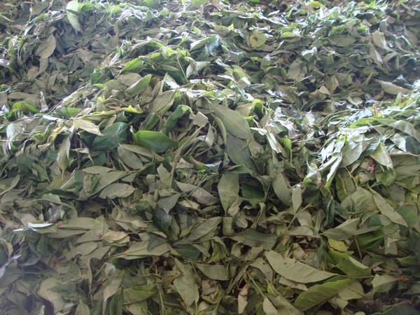 Tea leaves delivered to the factory