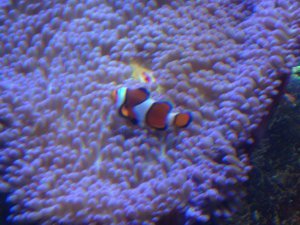 Nemo chez lui