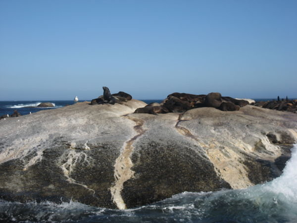 Seals on Duiker Island