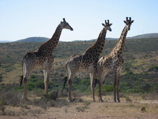 Giraffes at Nyaru