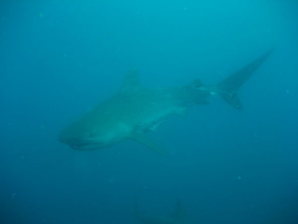 The big female Tiger Shark