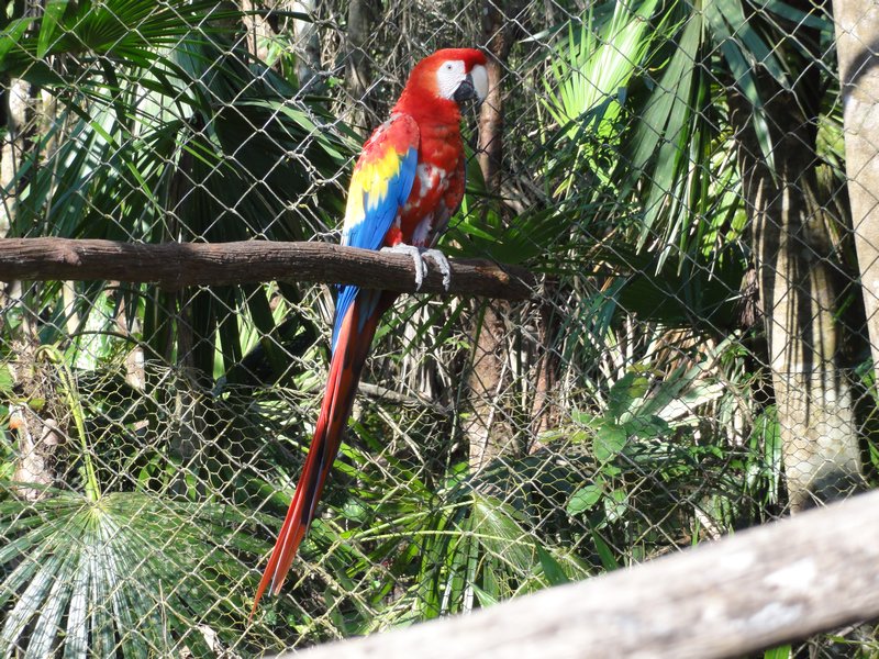 Belize Zoo