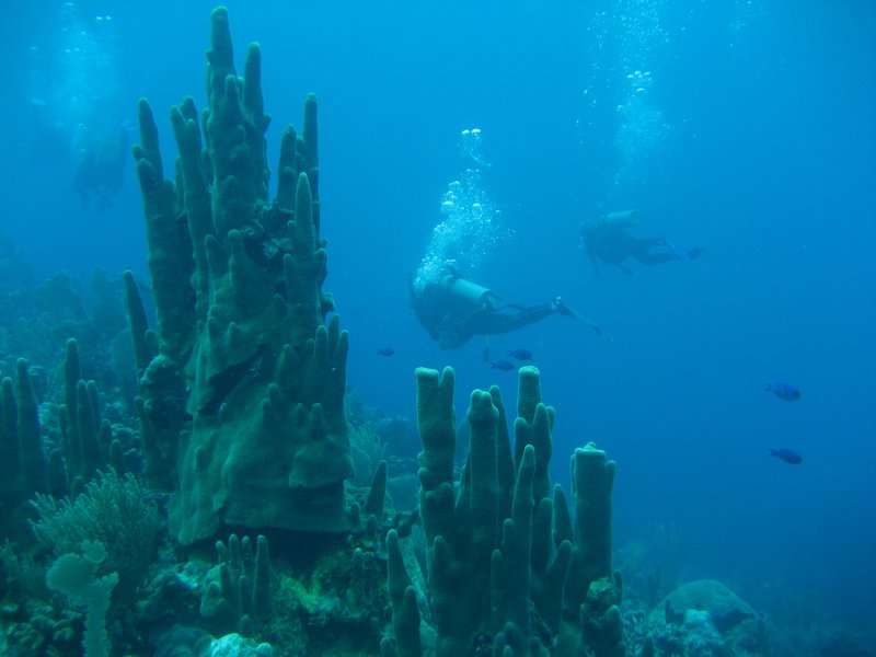 Tower Coral