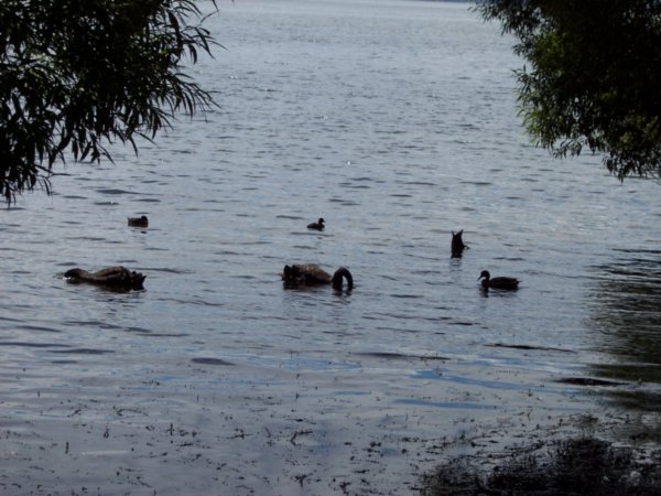 Black Swans on Lake Rotorua