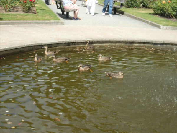 Fountain & Duck Pond