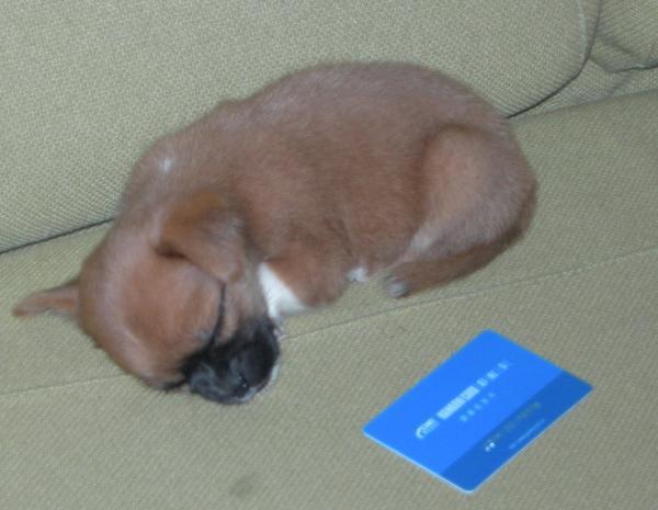 Little credit card sized puppy