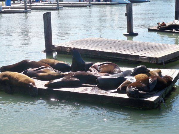 Sea lions relaxing in San Francisco bay