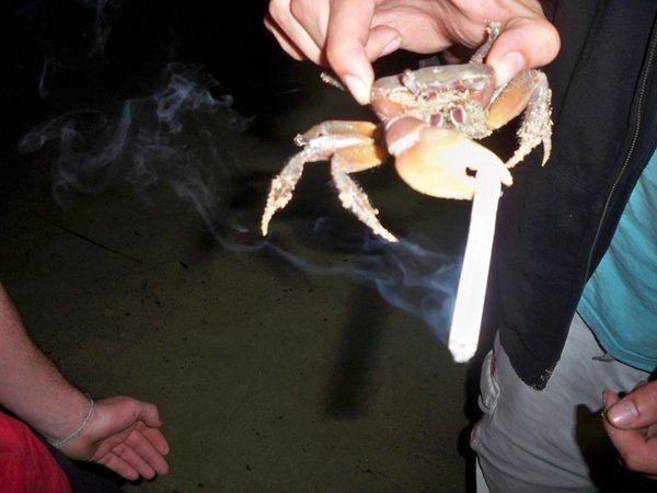 crab with a tab