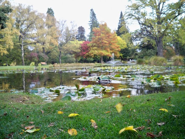 Autumn in Queenstown Park