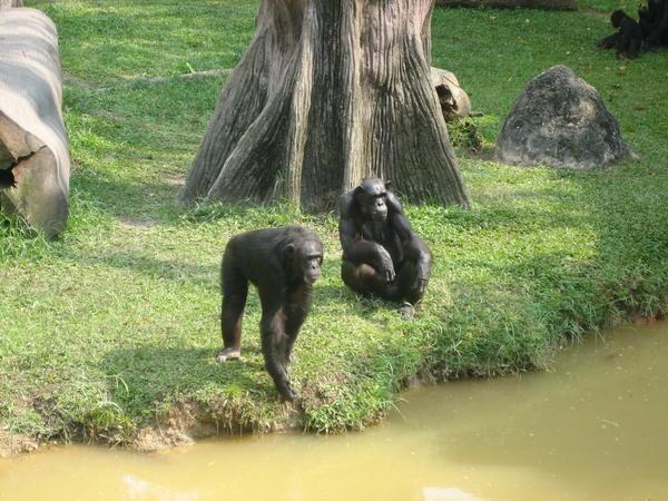 Monkeys in Taiping!