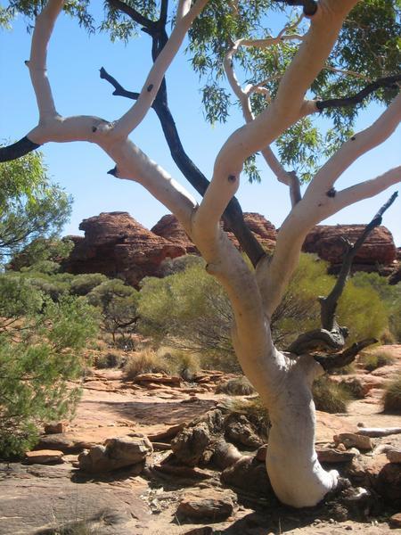 White Gum Tree in Kings Canyon