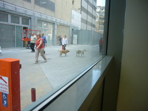 dogs outside of Carrefour Supermarket
