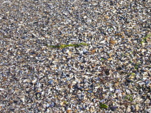 shells, shells everywhere!