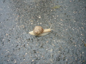 snail alley