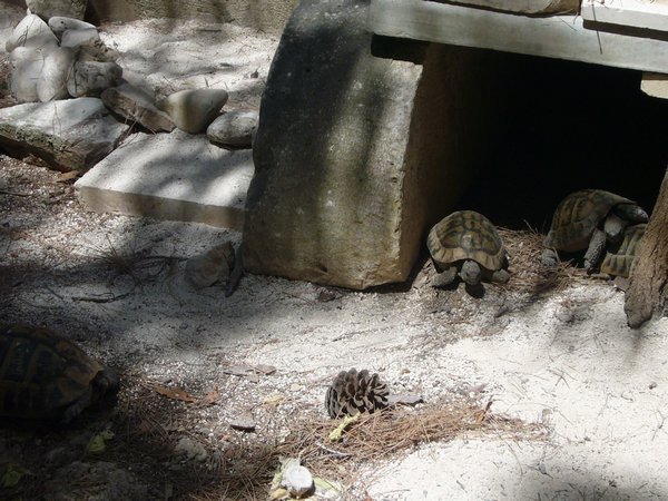 turtle haven