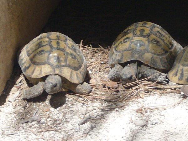 turtles at the monastery