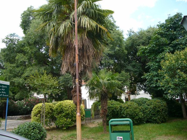 palm tree in mostar