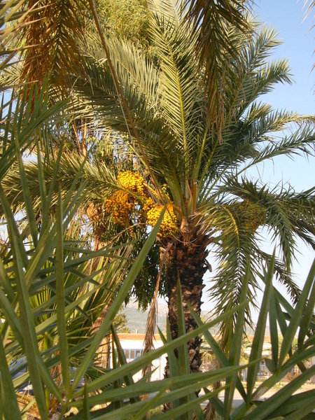 palm trees in anamur