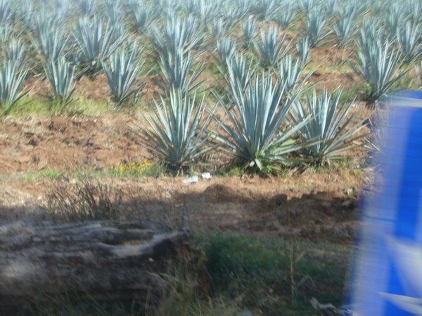 fields and fields of agave