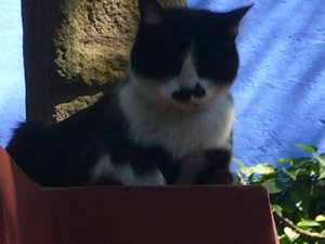cat with mustache that lives at frida's house